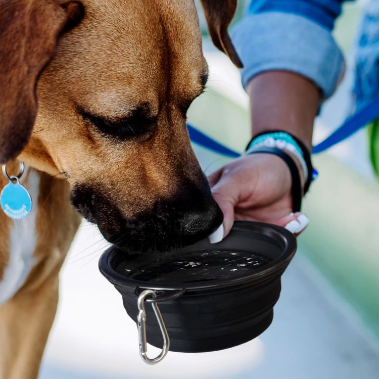 Picture of Silicone Collapsible Pet Bowl
