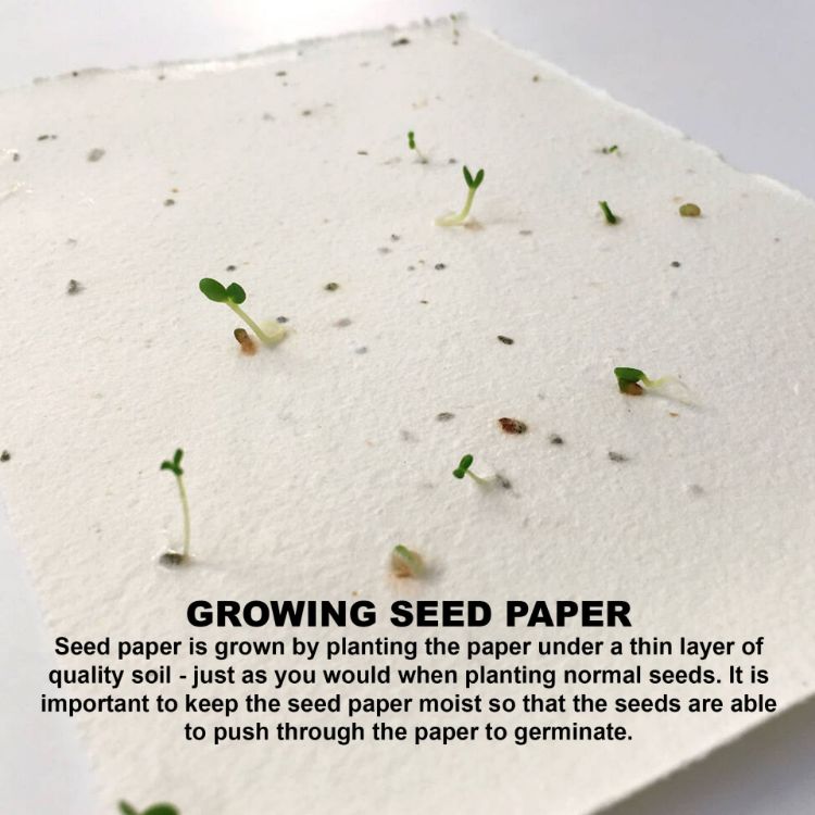 Picture of Corn Poppy Seed Sticky Note Pad